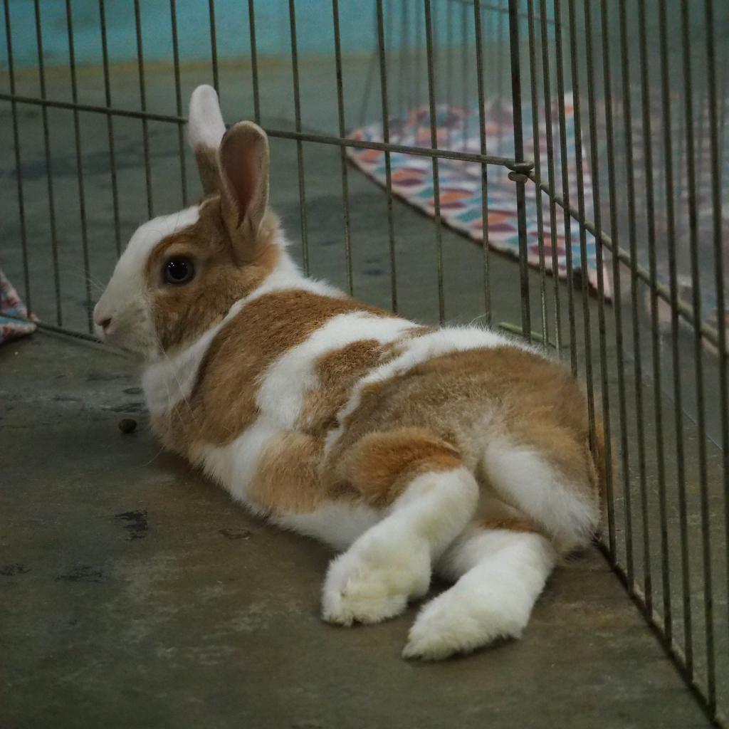 Enlarge Cinnamon (bonded to Biscuit), a Adoptable mixed breed in San Diego, CA image 3/6