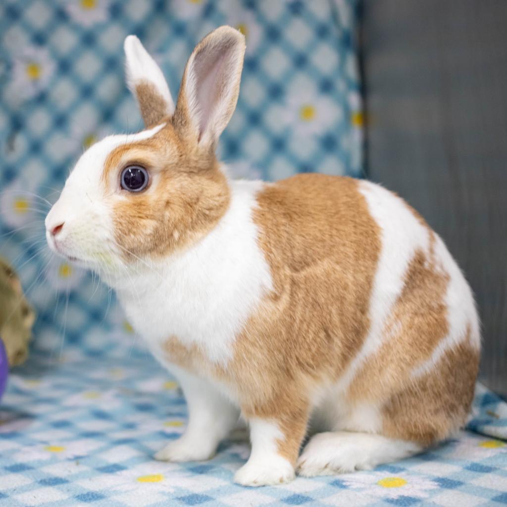 Enlarge Cinnamon (bonded to Biscuit), a Adoptable mixed breed in San Diego, CA image 4/6