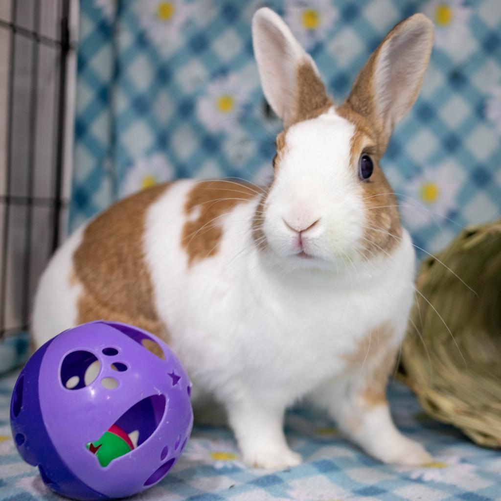 Enlarge Cinnamon (bonded to Biscuit), a Adoptable mixed breed in San Diego, CA image 5/6