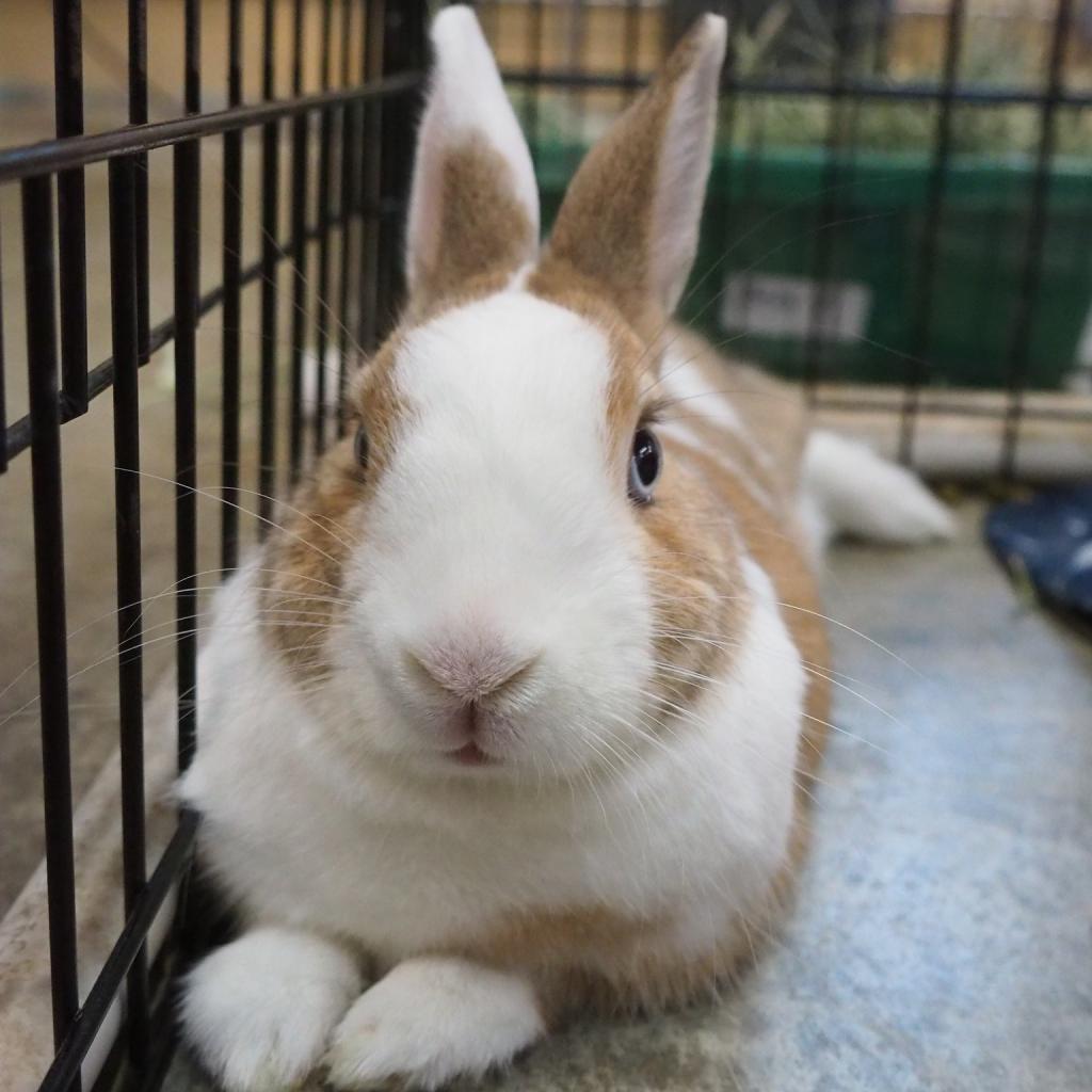 Enlarge Cinnamon (bonded to Biscuit), a Adoptable mixed breed in San Diego, CA image 6/6