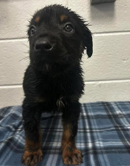 Gooseberry, Adoptable, Adult Male Shepherd & Mixed Breed.