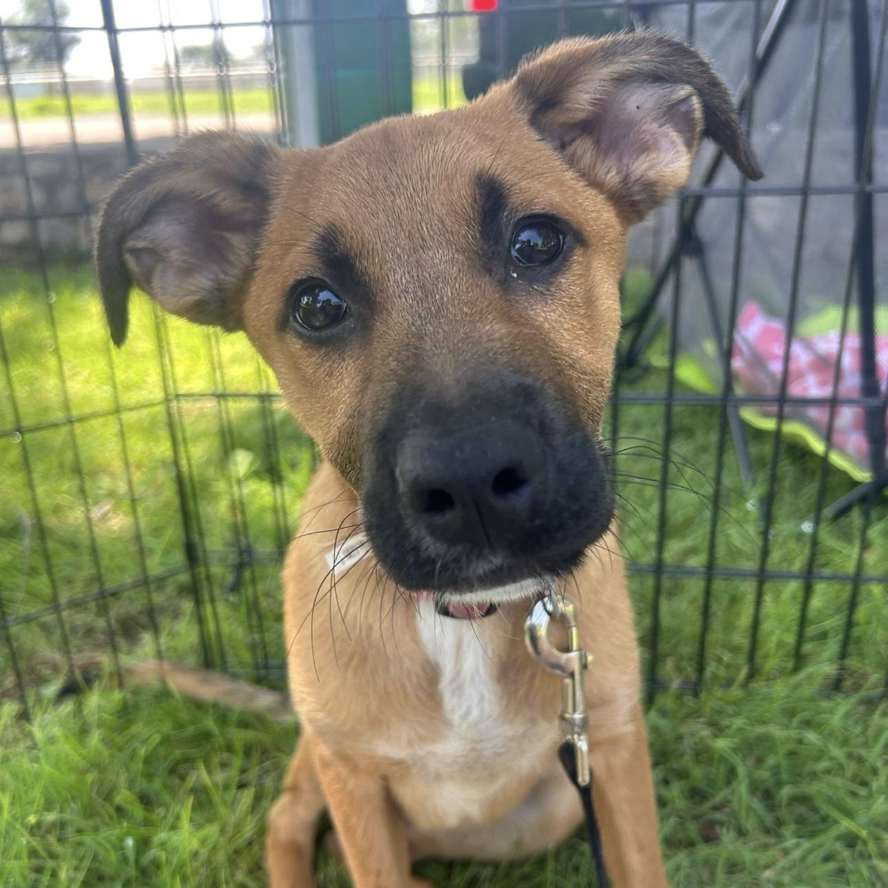Rusty, Baby Male Black Mouth Cur
