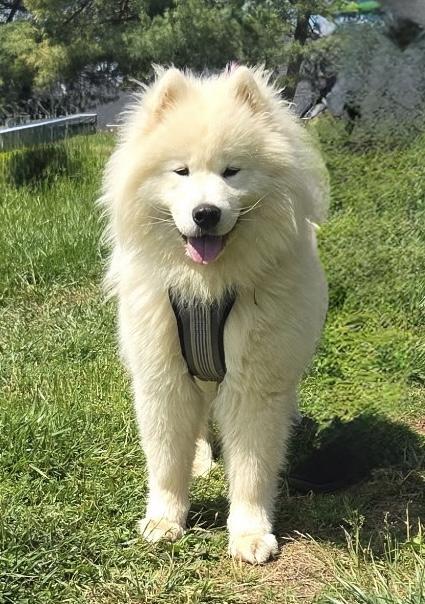 Enlarge Bumble, an adopted Samoyed in Ellicott City, MD image 2/3