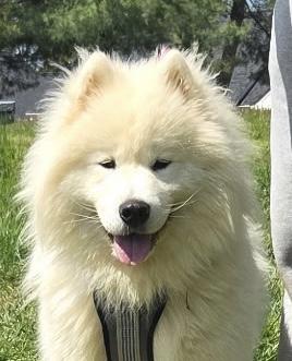 Enlarge Bumble, an adopted Samoyed in Ellicott City, MD image 1/3