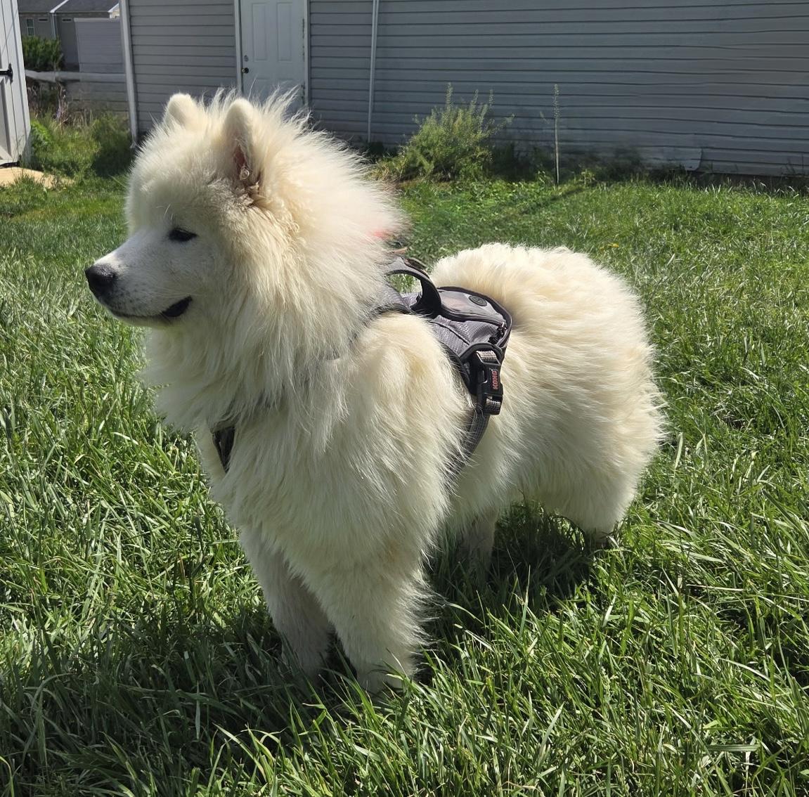 Enlarge Bumble, an adopted Samoyed in Ellicott City, MD image 3/3