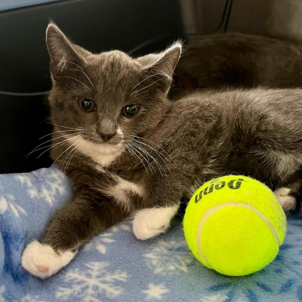 Smokey, Adoptable, Adult Male Domestic Short Hair.