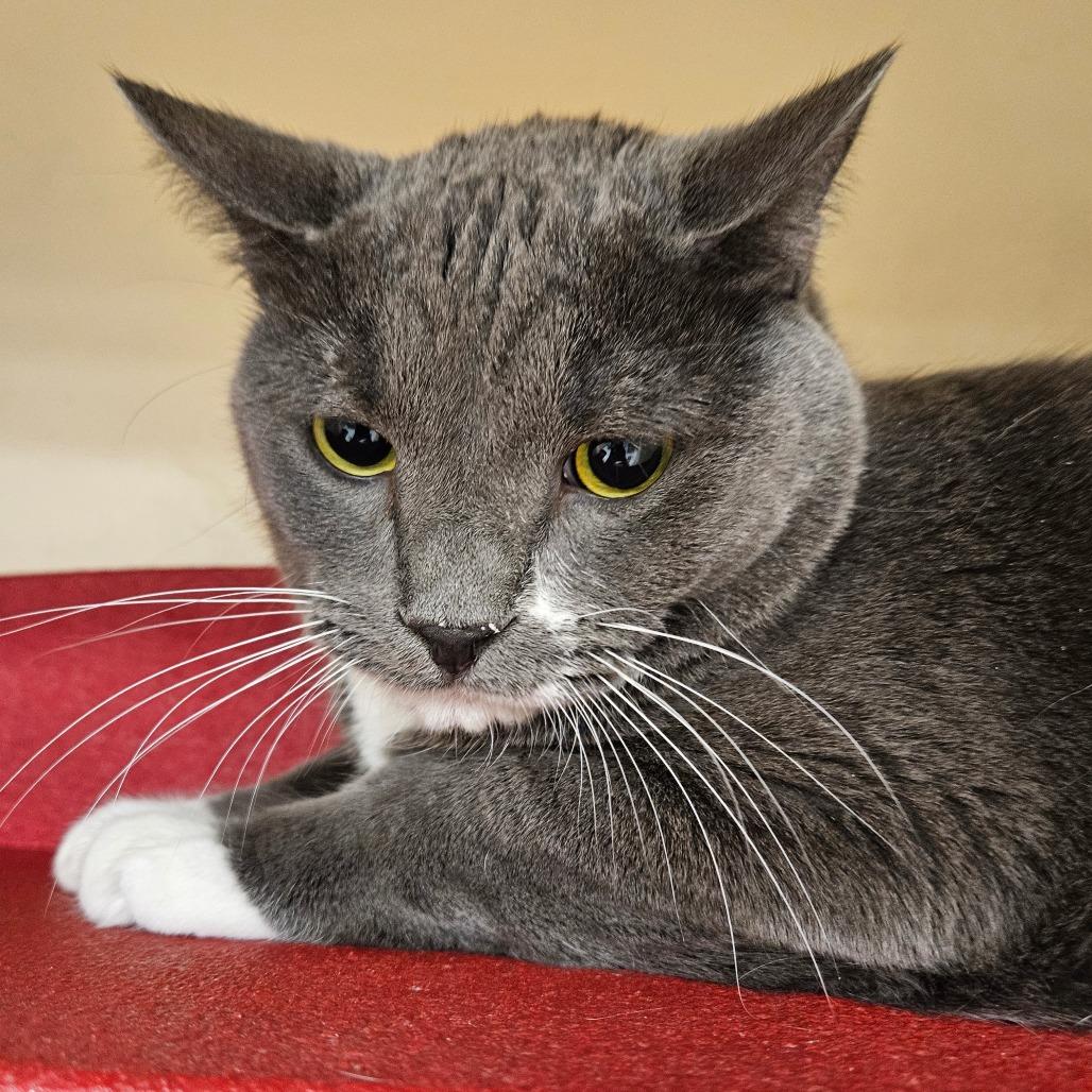 Enlarge Smokey, a Adoptable Domestic Short Hair in Las Vegas, NV image 2/2