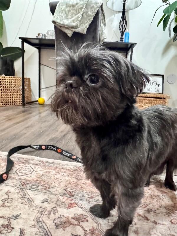 JoJo Hoverfluff — thumbnail 2