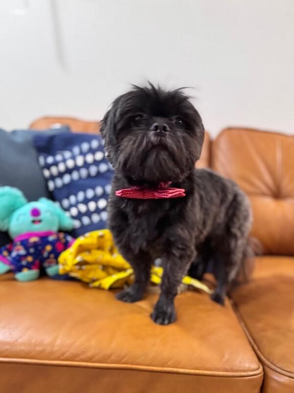 JoJo Hoverfluff — thumbnail 3