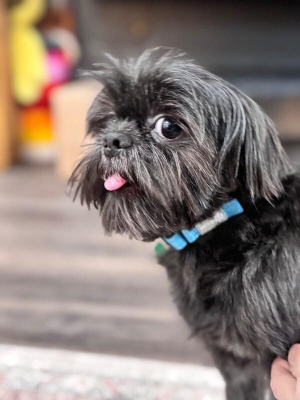 JoJo Hoverfluff — thumbnail 4