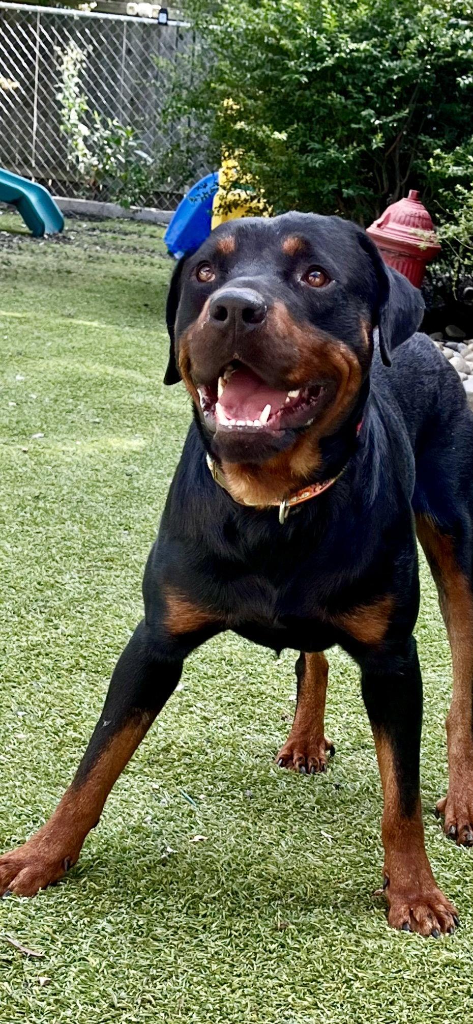 Ben, Adoptable, Adult Male Rottweiler.