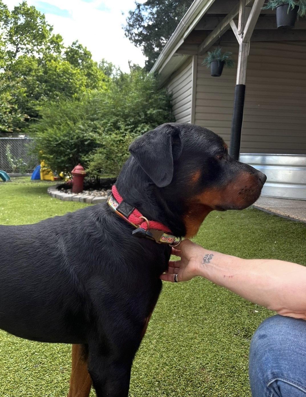 Enlarge Ben, a Adoptable Rottweiler in Mooresville, NC image 2/3