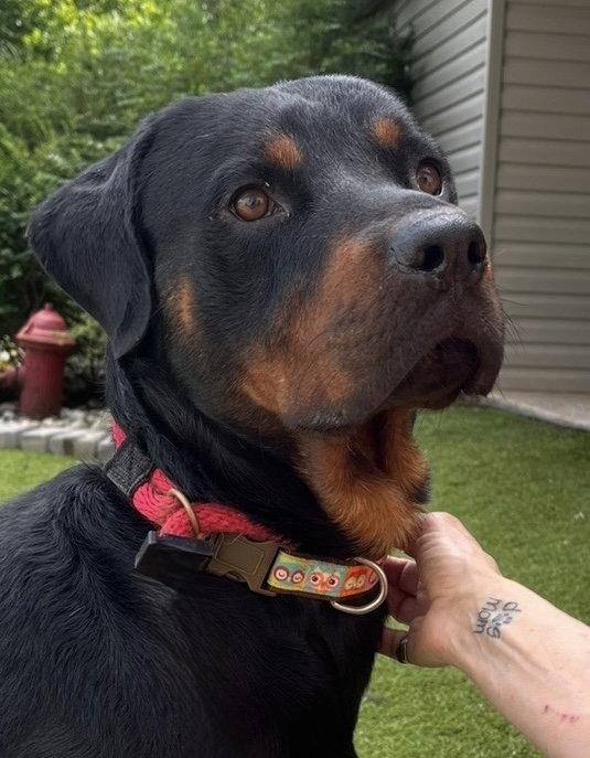 Enlarge Ben, a Adoptable Rottweiler in Mooresville, NC image 3/3