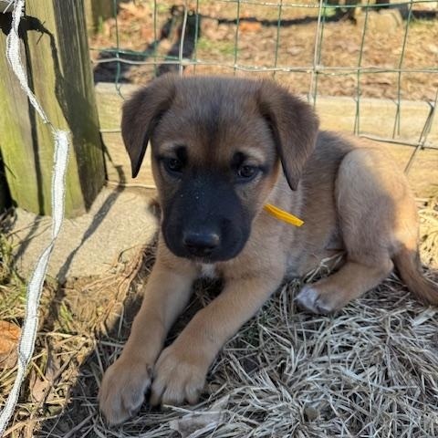 Merry Elf thumbnail 2