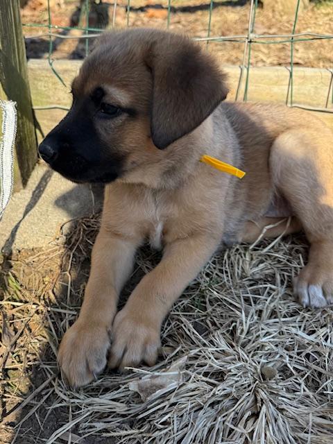 Merry Elf thumbnail 3