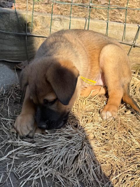 Merry Elf thumbnail 4