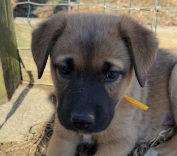 Merry Elf thumbnail 5