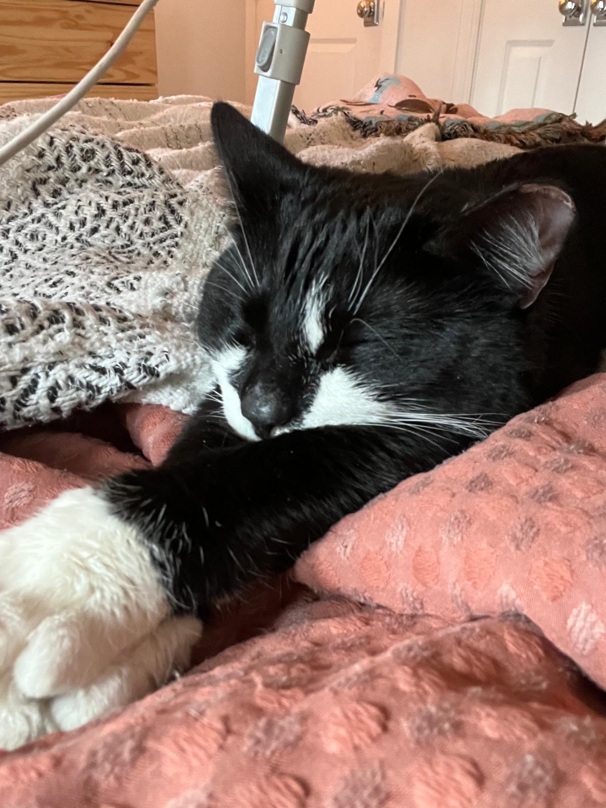 Enlarge Duke Wellington (DC), an adopted Domestic Short Hair in Washington, DC image 2/6