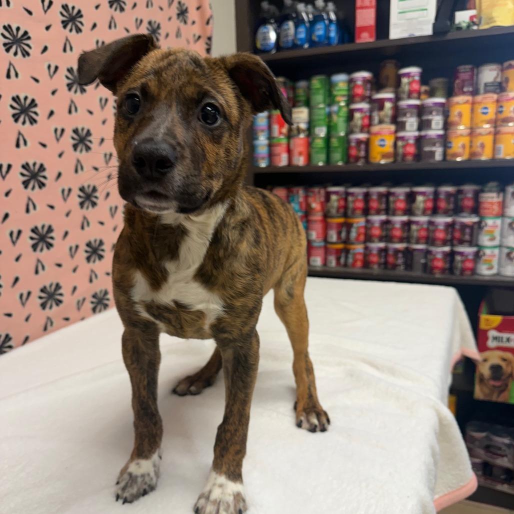 Enlarge Kitty, a Adoptable mixed breed in Bryan, TX image 2/4