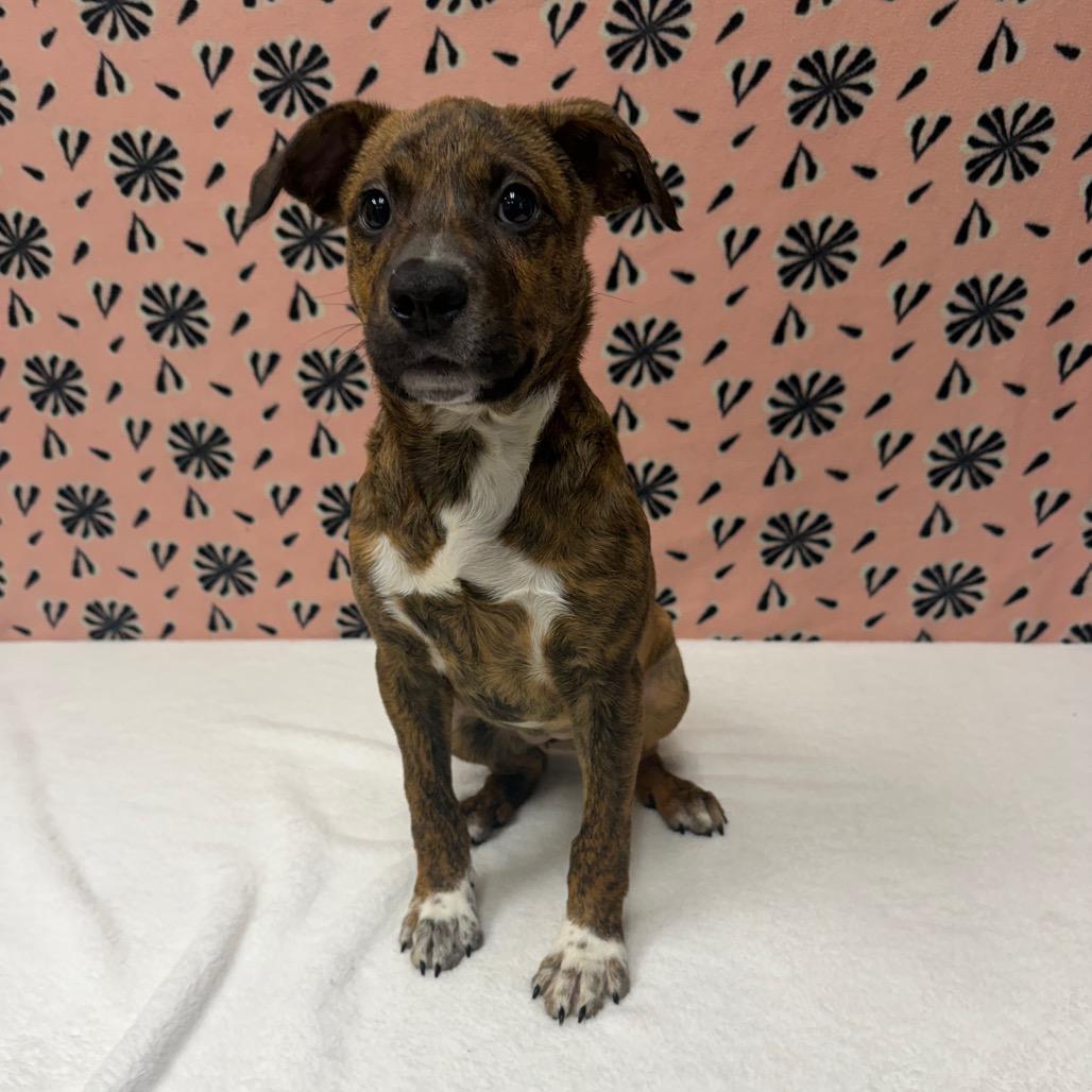 Enlarge Kitty, a Adoptable mixed breed in Bryan, TX image 3/4