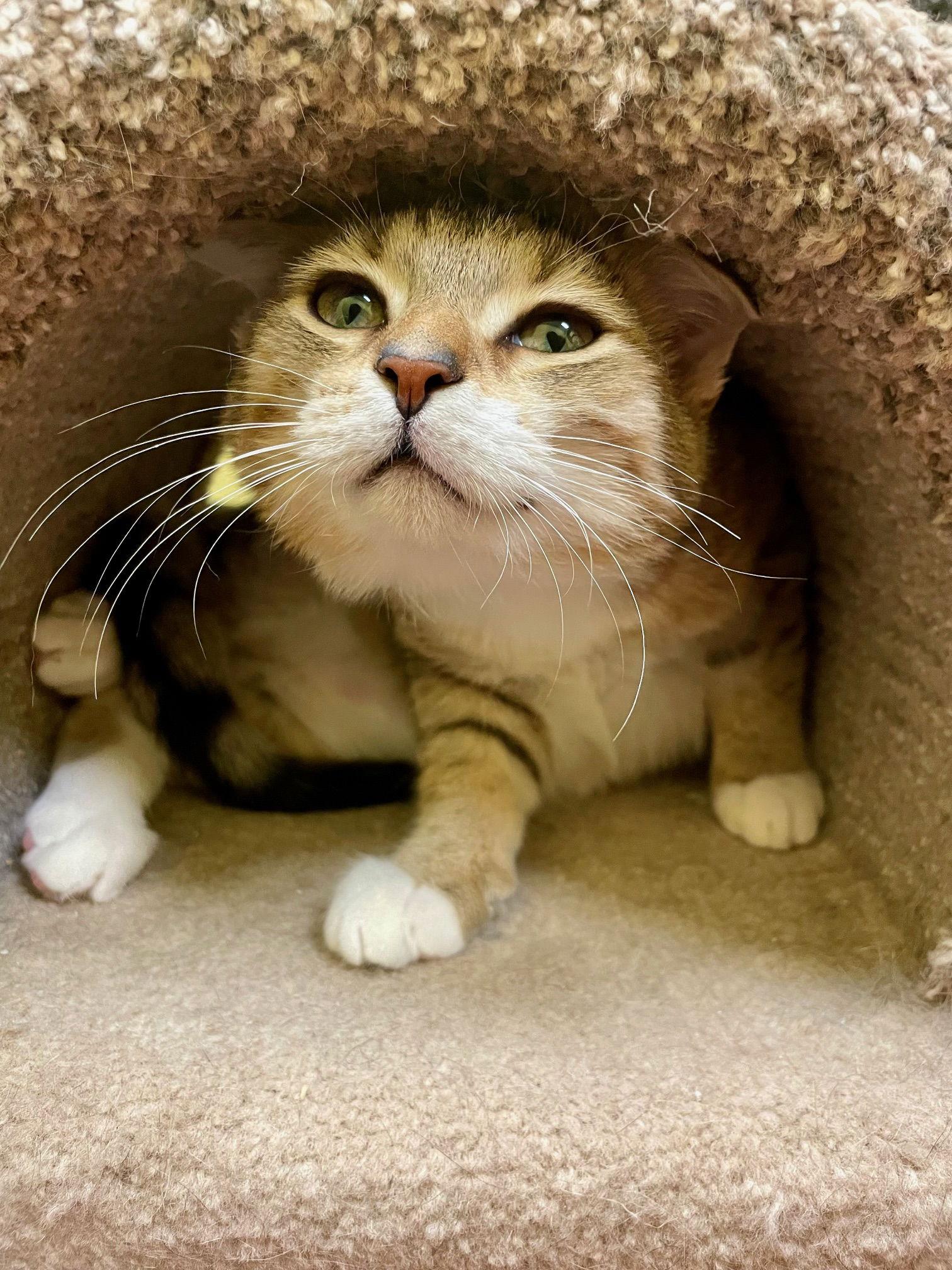 Scotch, Adoptable, Young Male Tabby.