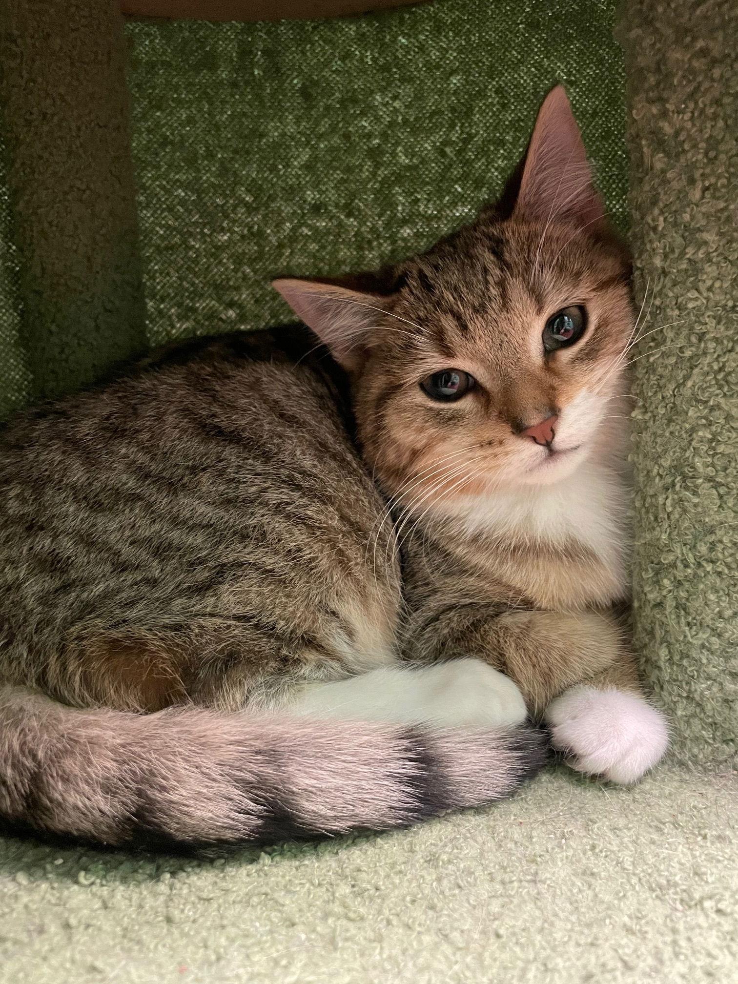 Scotch, a Adoptable mixed breed in Stone Mountain, GA image 2/3