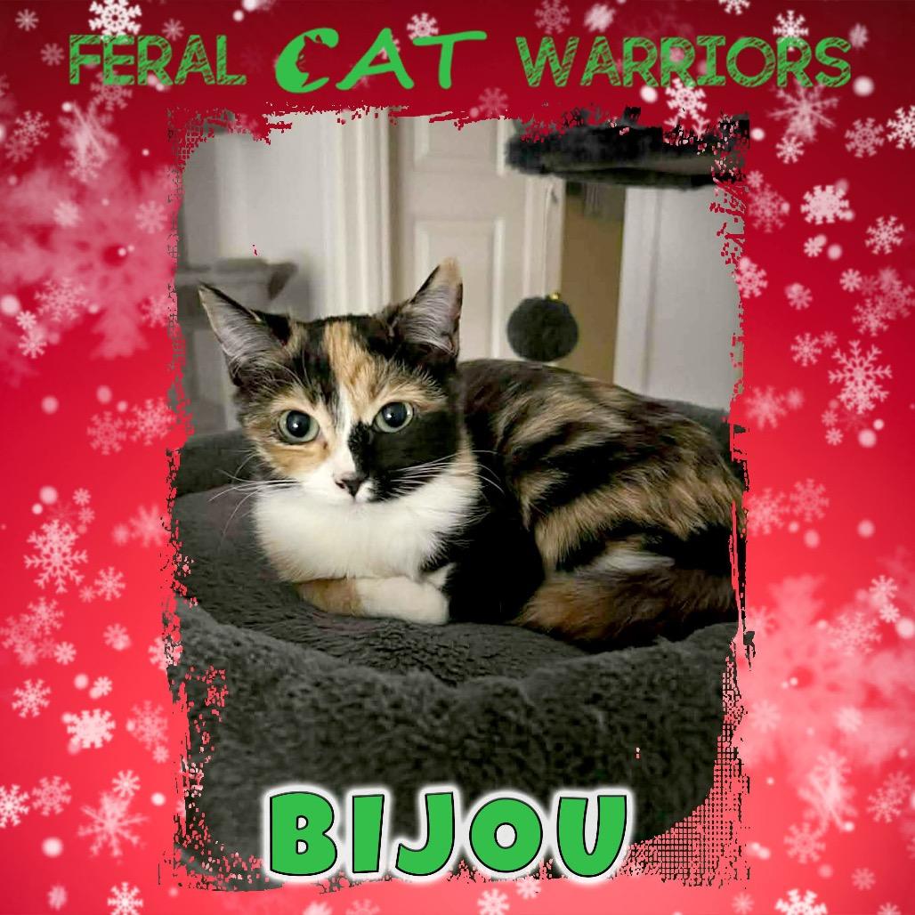 Enlarge Bijou, a Adoptable Domestic Medium Hair in Kingman, AZ image 1/1