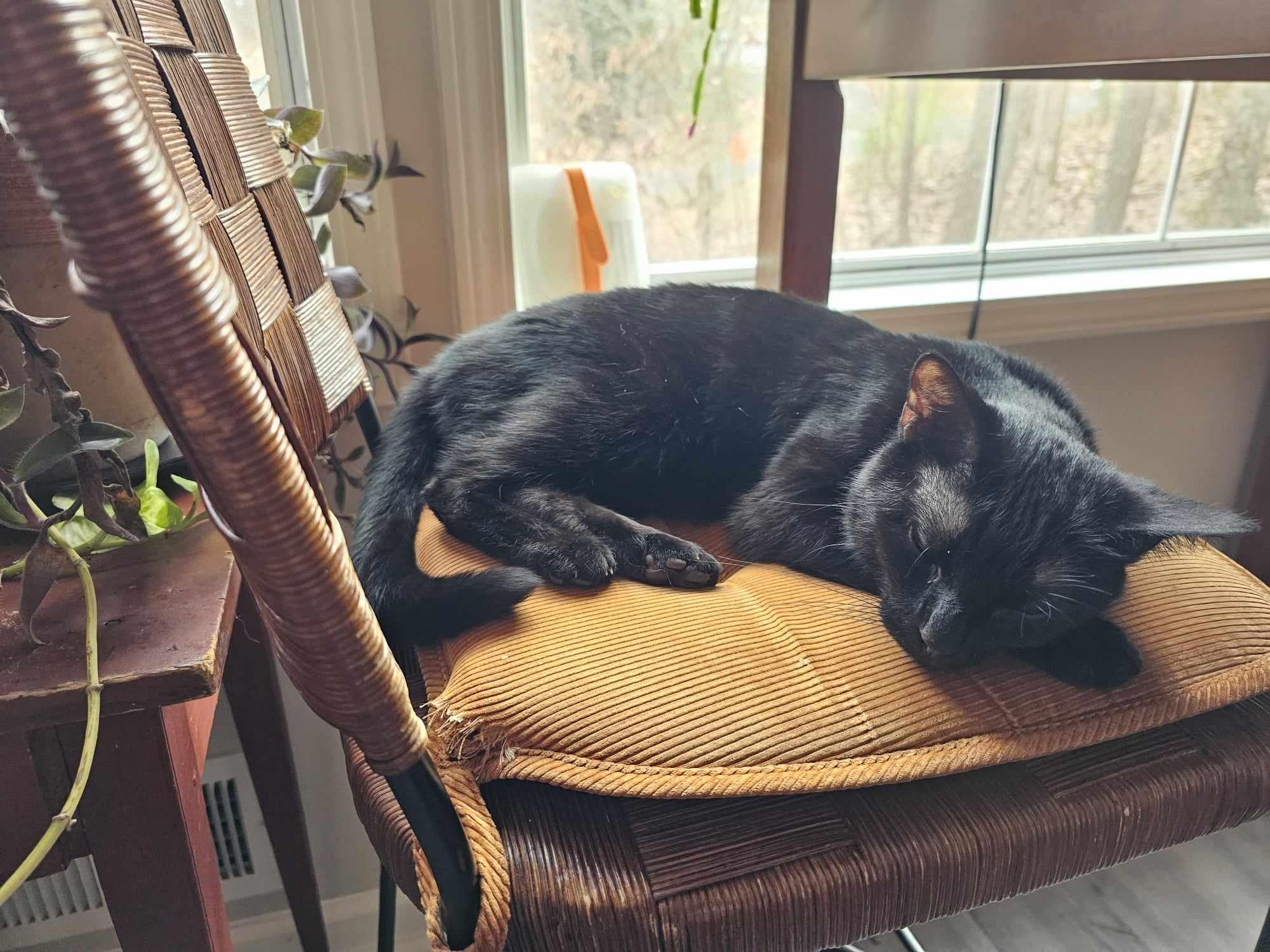 Enlarge Molly, a Adoptable Domestic Short Hair in Ellijay, GA image 4/6