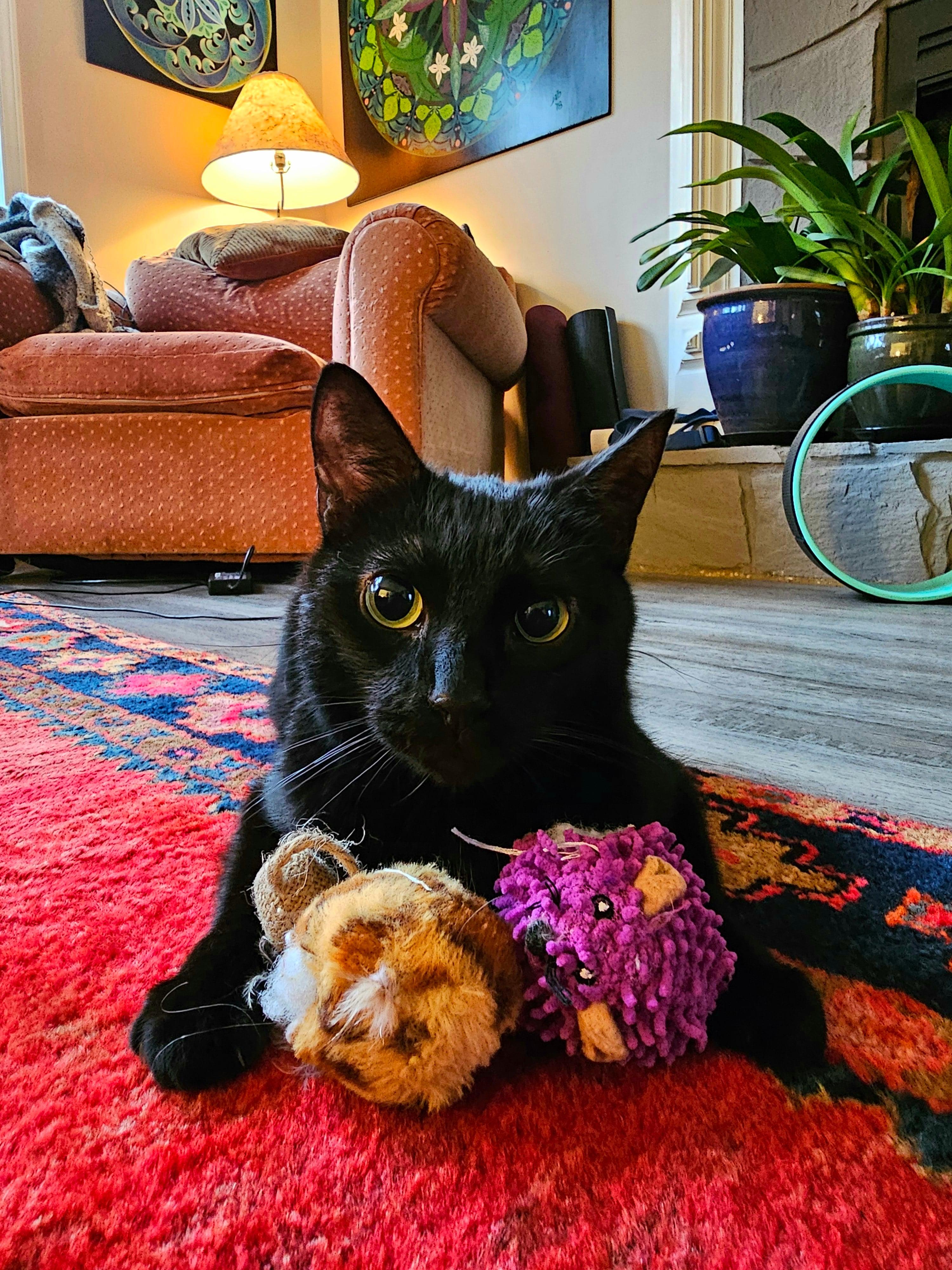 Molly, Adoptable, Adult Female Domestic Short Hair.