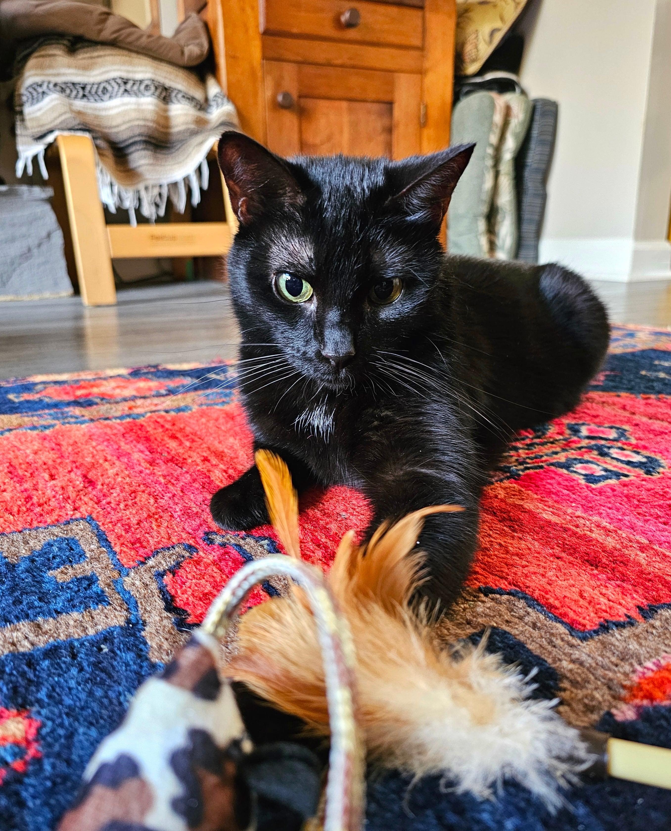 Enlarge Molly, a Adoptable Domestic Short Hair in Ellijay, GA image 2/6