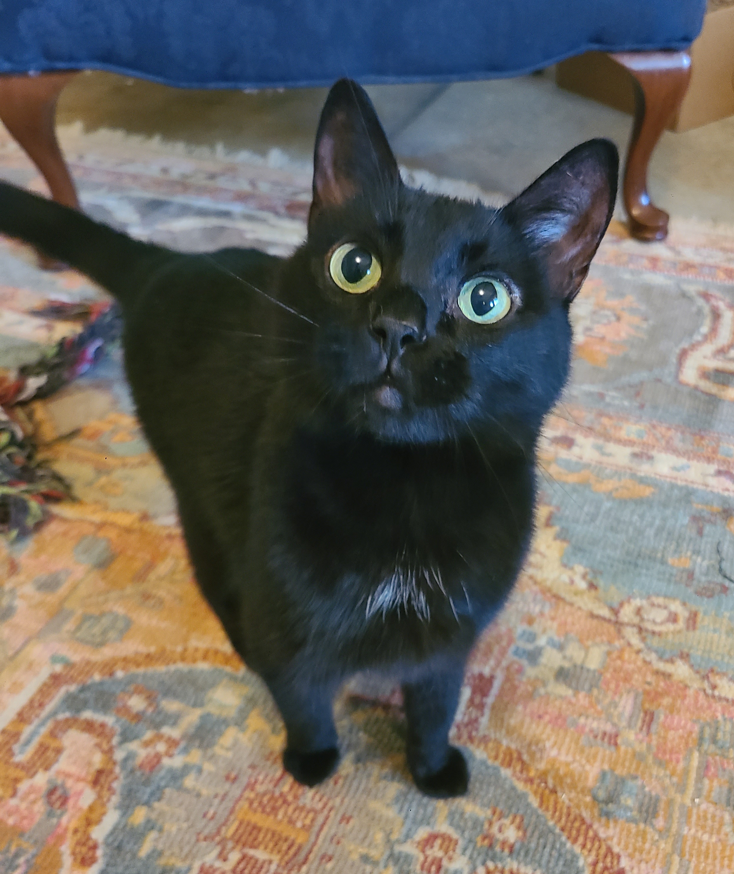 Enlarge Molly, a Adoptable Domestic Short Hair in Ellijay, GA image 6/6