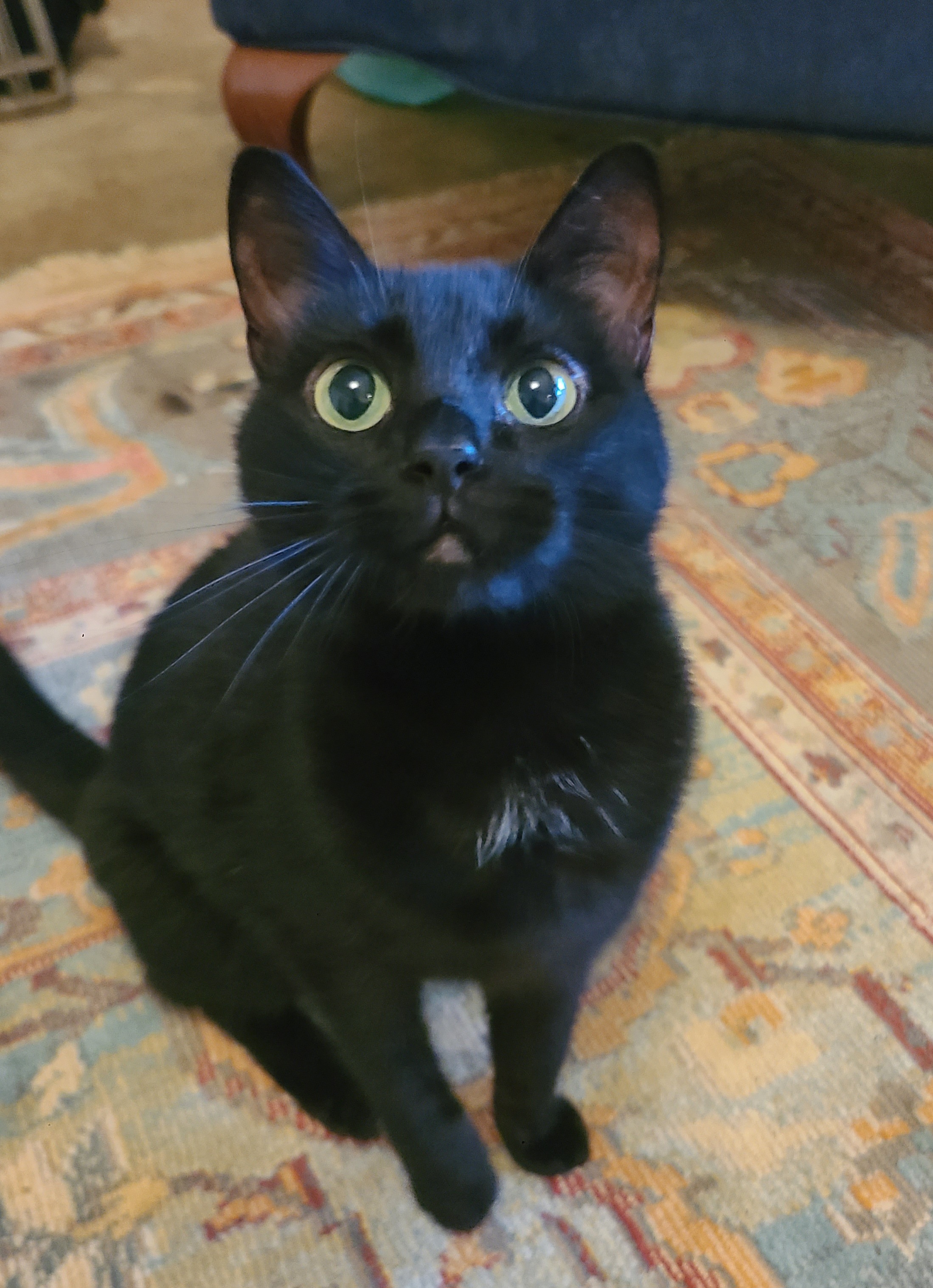 Enlarge Molly, a Adoptable Domestic Short Hair in Ellijay, GA image 5/6