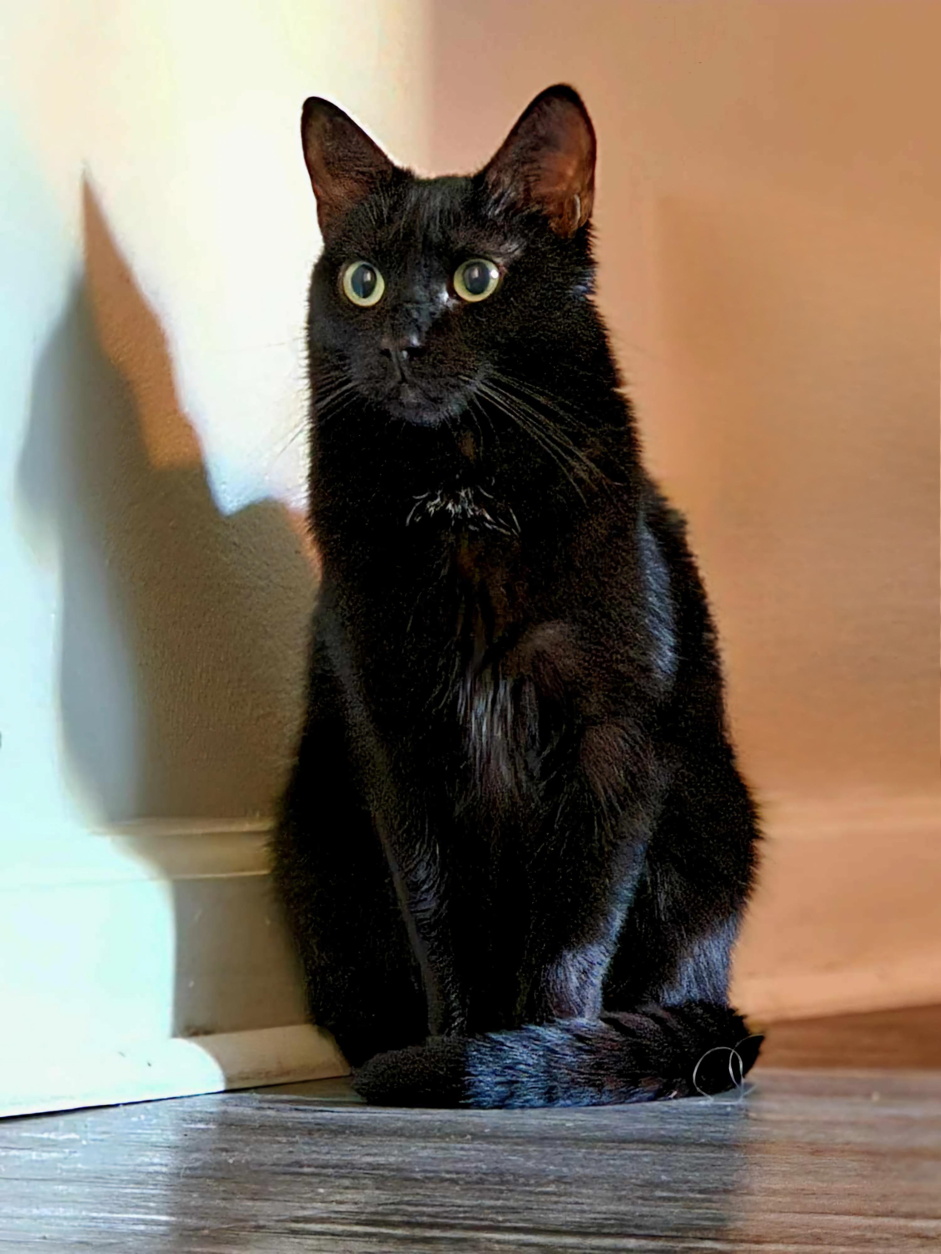 Enlarge Molly, a Adoptable Domestic Short Hair in Ellijay, GA image 3/6