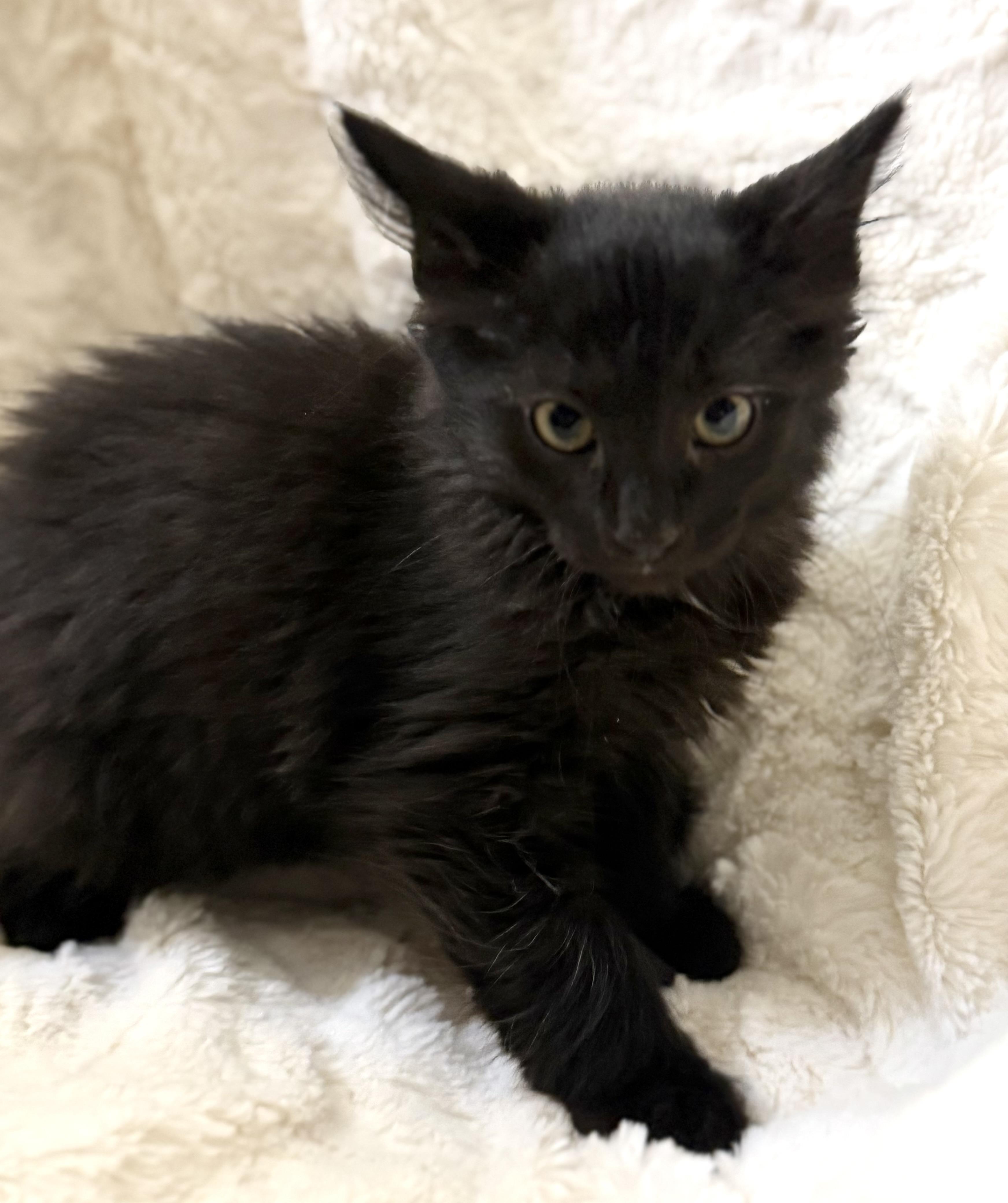 Scarface Claw, Baby Male Domestic Medium Hair