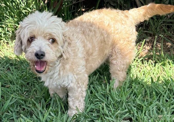 Enlarge Tadeo, a ADOPTABLE Maltipoo in Ensenada, BCN image 4/5