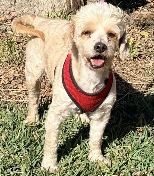 Tadeo, ADOPTABLE, Adult Male Maltipoo.