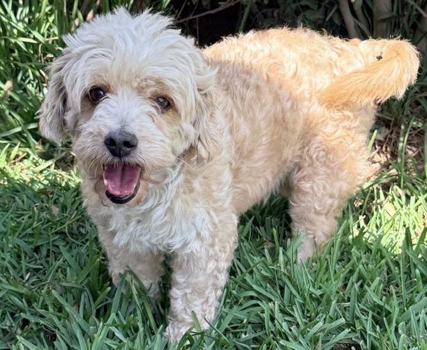 Enlarge Tadeo, a ADOPTABLE Maltipoo in Ensenada, BCN image 2/5