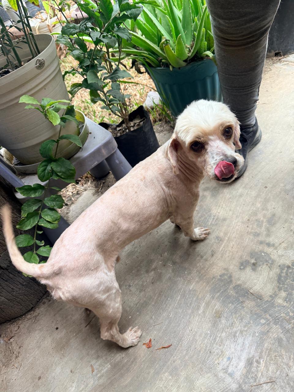 Enlarge Tadeo, a ADOPTABLE Maltipoo in Ensenada, BCN image 2/4
