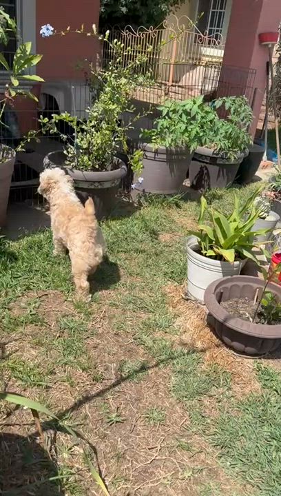 Enlarge Tadeo, a ADOPTABLE Maltipoo in Ensenada, BCN video 5/5