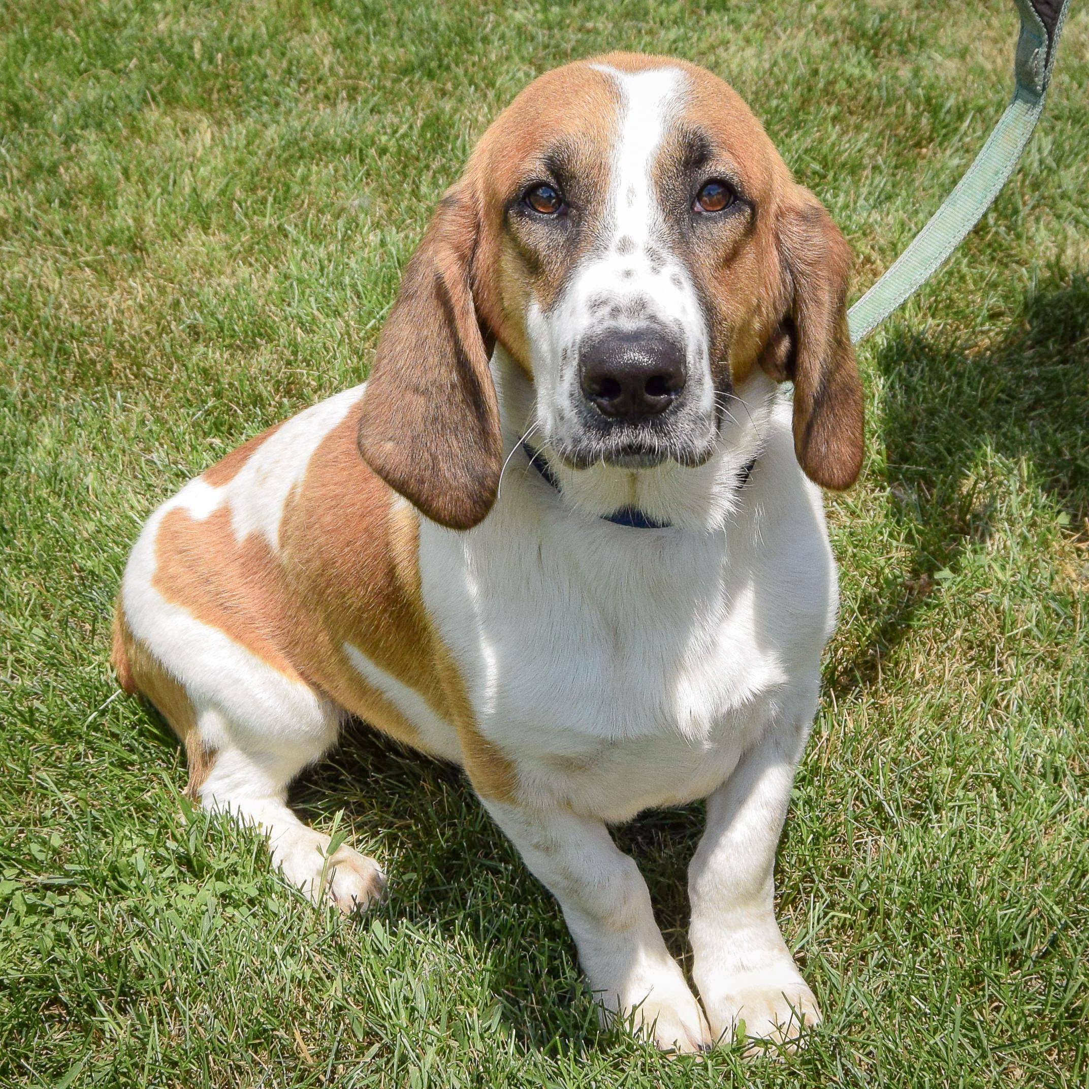 Freddie, an adopted mixed breed in Huntley, IL image 5/5