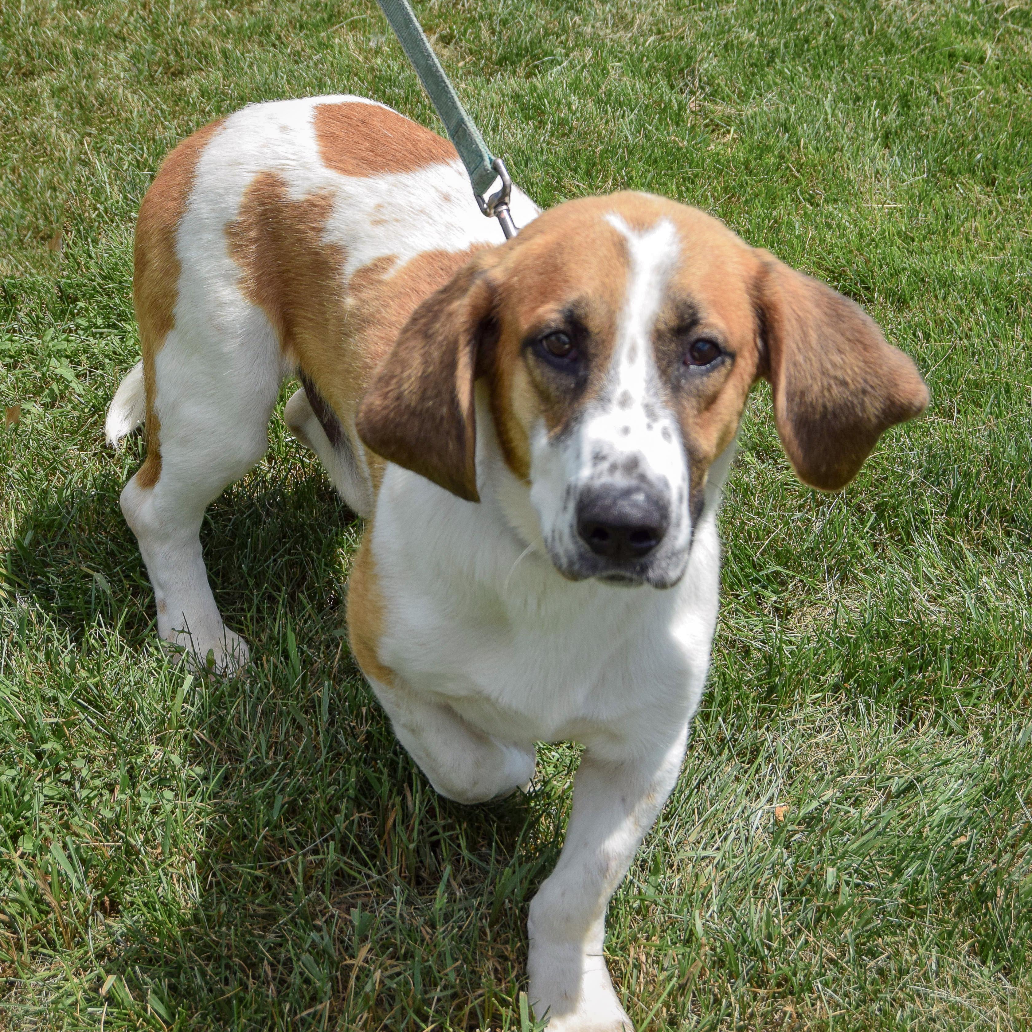 Freddie, an adopted mixed breed in Huntley, IL image 3/5