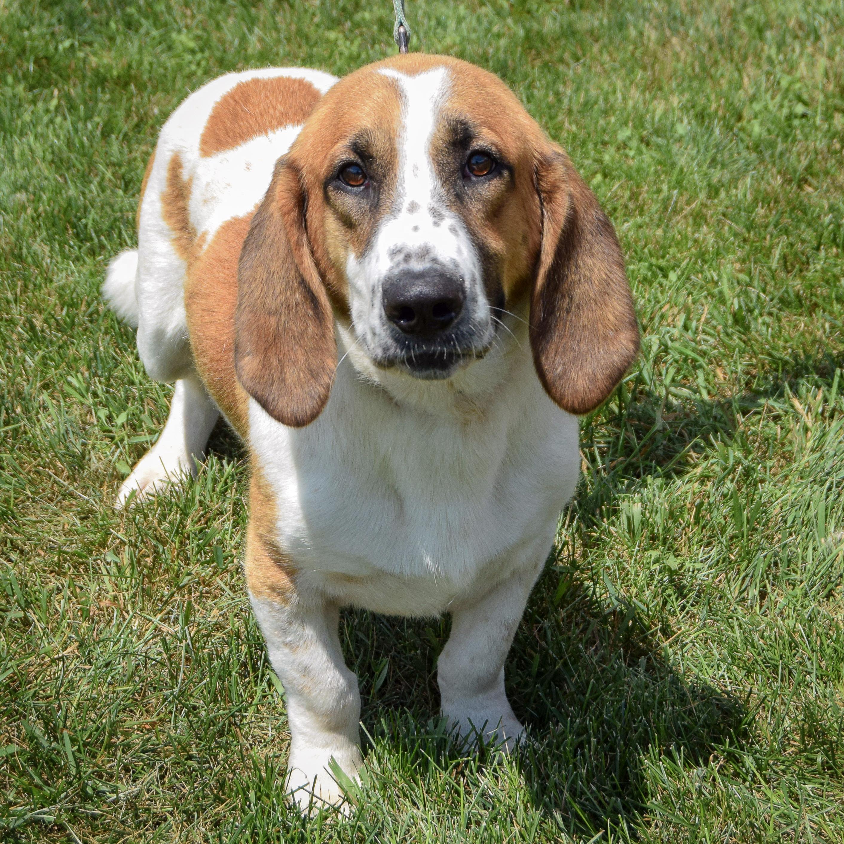 Freddie, an adopted mixed breed in Huntley, IL image 4/5