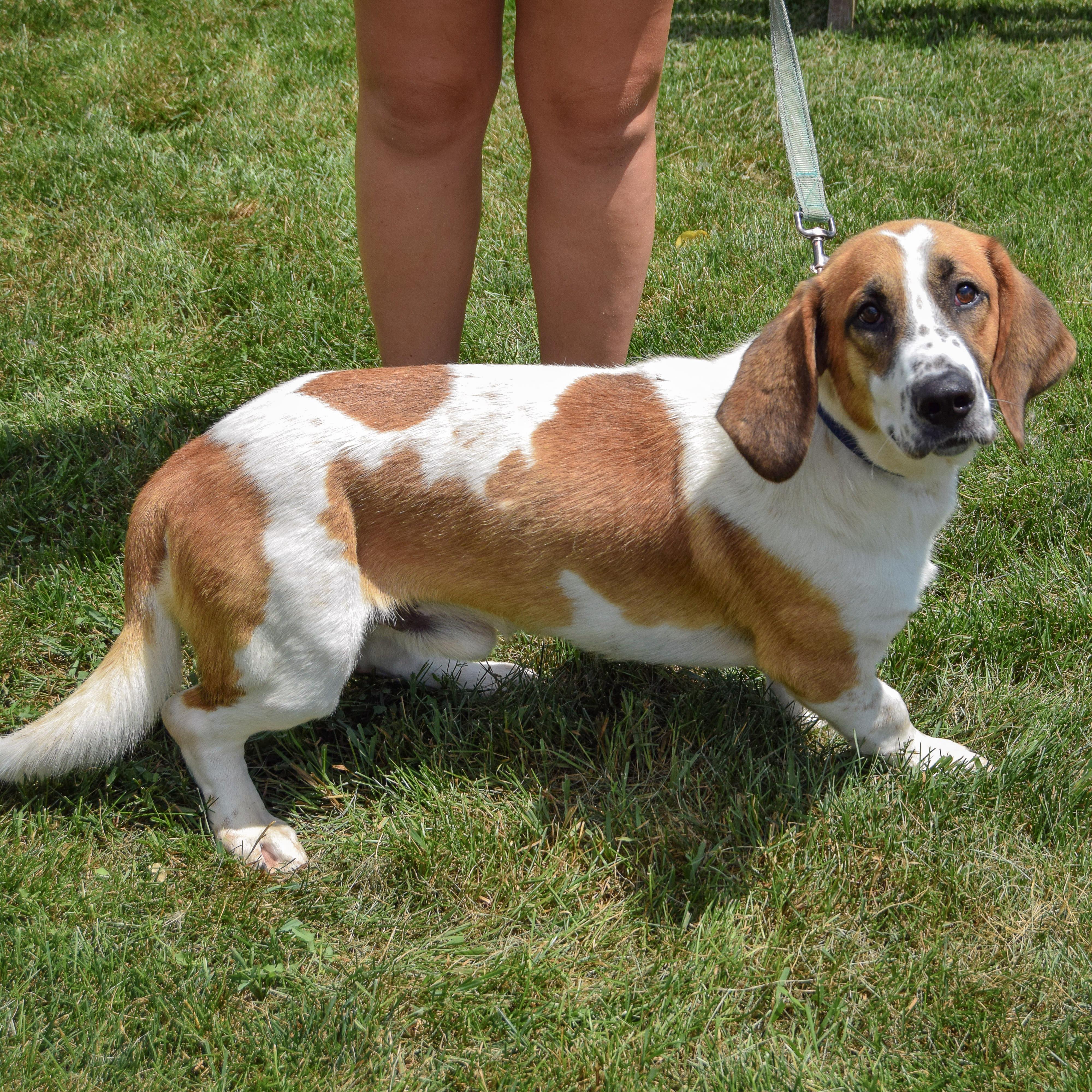 Freddie, an adopted mixed breed in Huntley, IL image 2/5