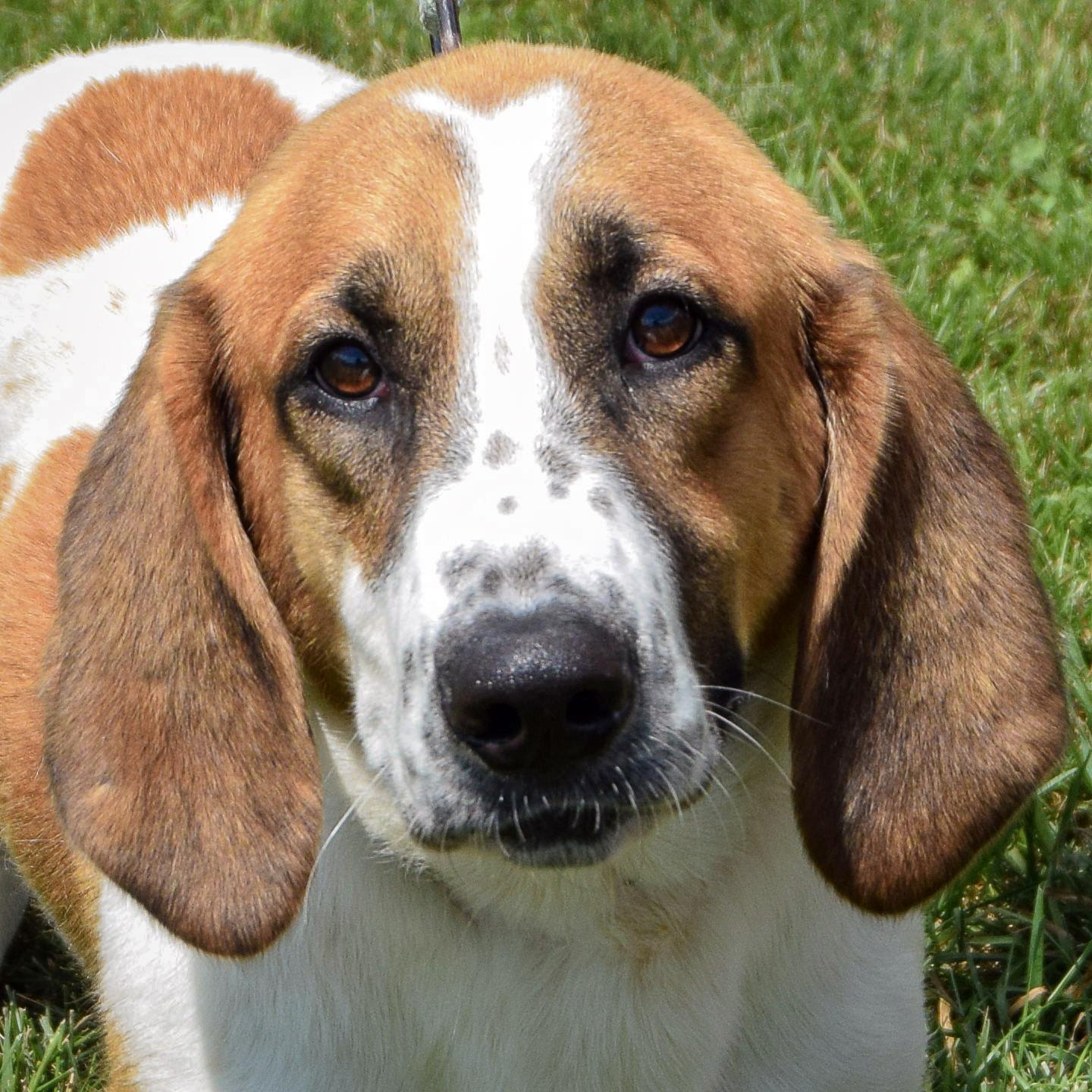 Freddie, adopted, Young Male Basset Hound & Yellow Labrador Retriever.