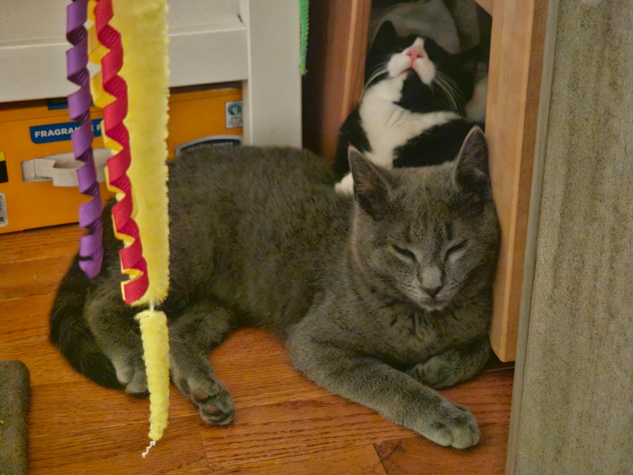 Enlarge Tulip and Pebbles, a ADOPTABLE Domestic Short Hair in Bear, DE image 3/6