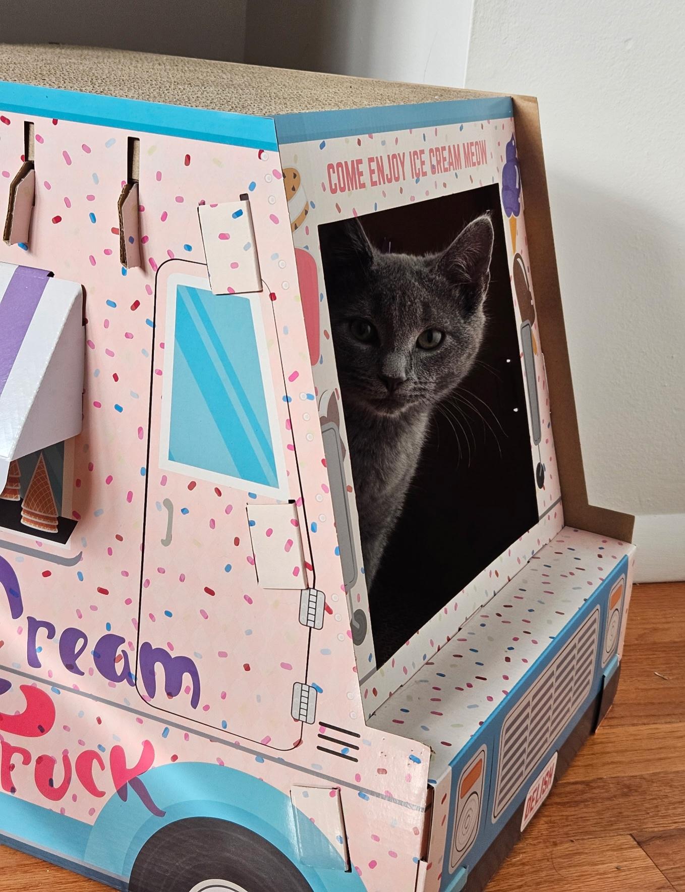 Enlarge Tulip and Pebbles, a ADOPTABLE Domestic Short Hair in Bear, DE image 2/6