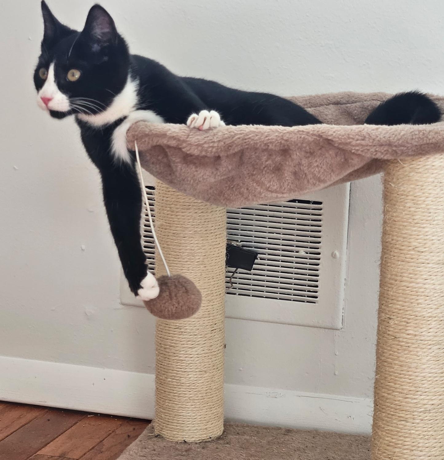 Enlarge Tulip and Pebbles, a ADOPTABLE Domestic Short Hair in Bear, DE image 6/6