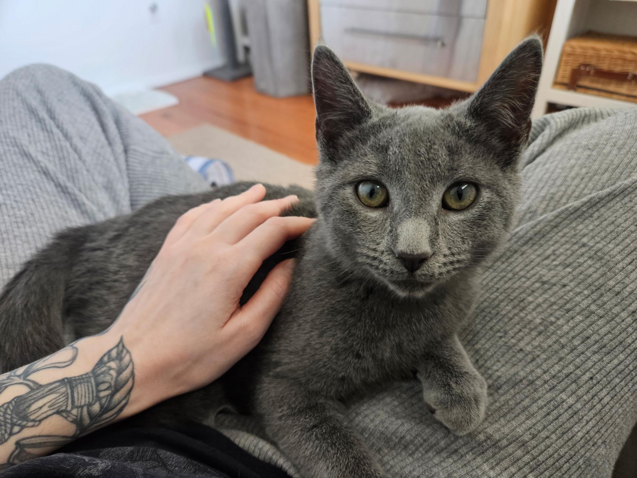 Enlarge Tulip and Pebbles, a ADOPTABLE Domestic Short Hair in Bear, DE image 5/6