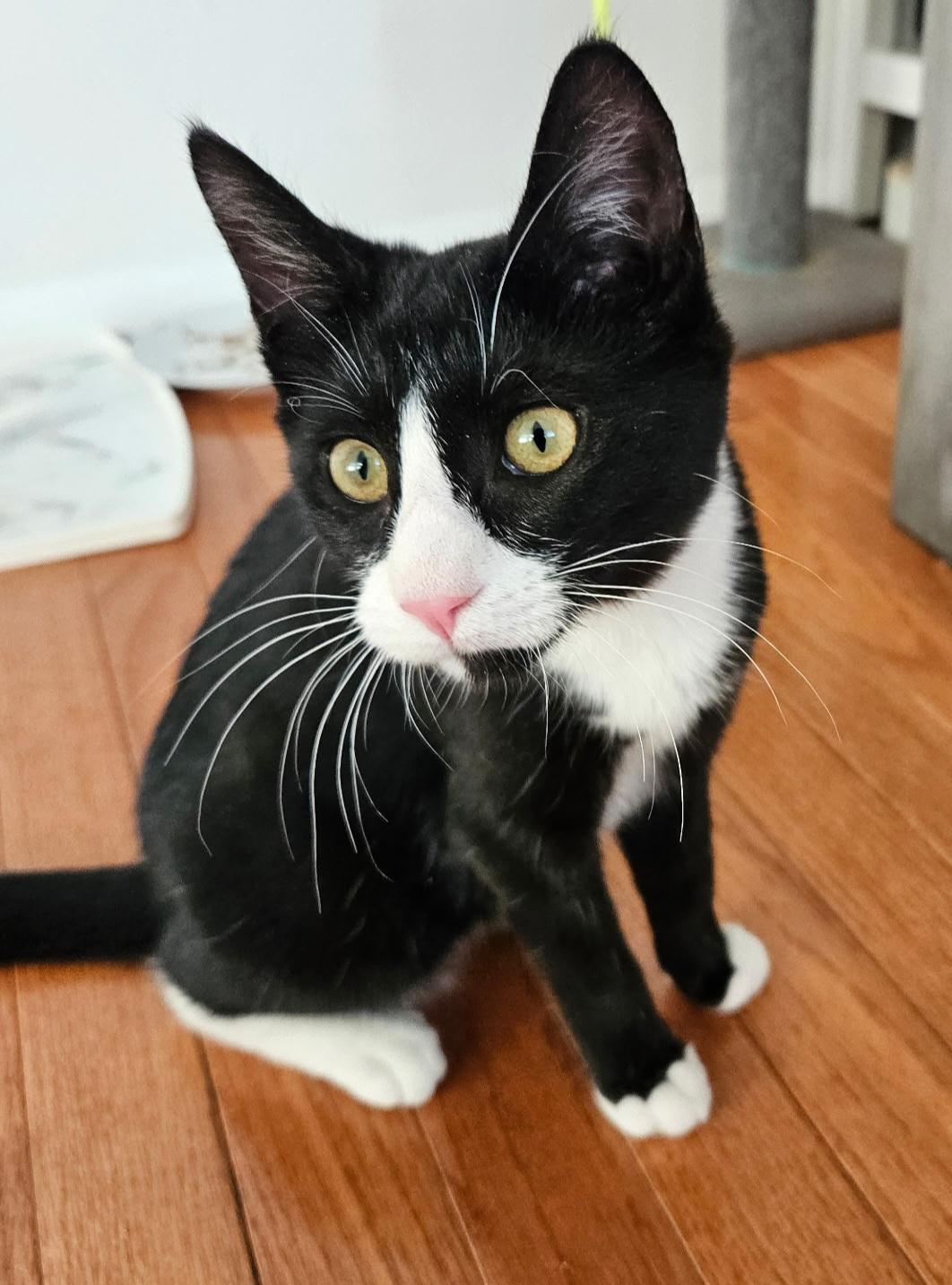 Enlarge Tulip and Pebbles, a ADOPTABLE Domestic Short Hair in Bear, DE image 4/6