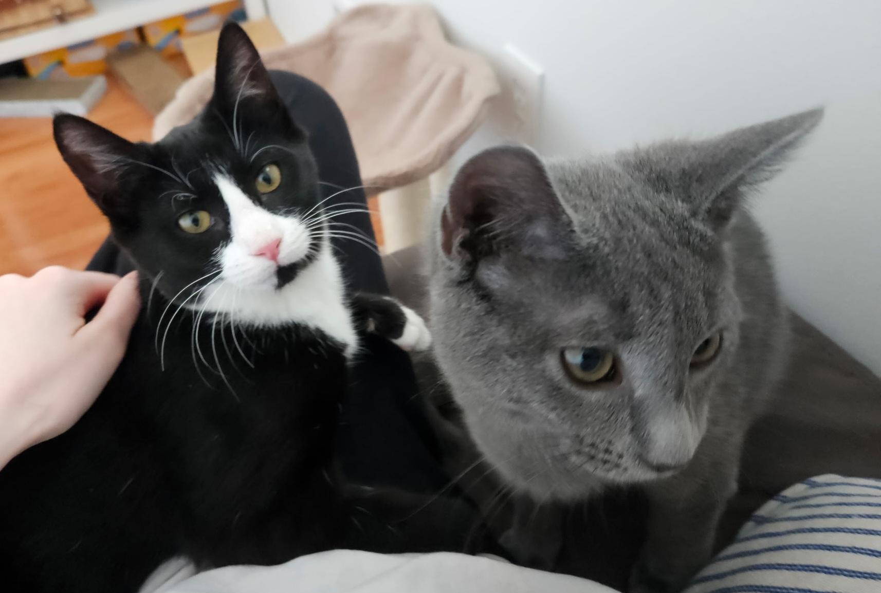 Tulip and Pebbles, ADOPTABLE, Kitten Female Domestic Short Hair.